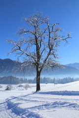 Fototapeta na wymiar snow-covered tree on a snowy trail