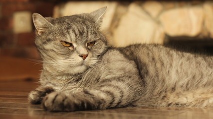 Severe cat lying on the floor at home