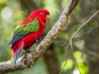 Chattering Lory