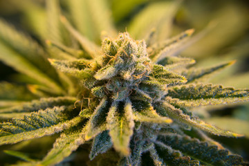 Cannabis flower macro