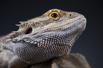 Pet, lizard Bearded Dragon on black background