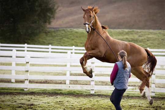 Young woman walking with her jumping brown horse in a paddock.