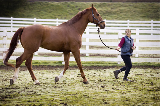 Young woman running with her brown horse in a paddock.