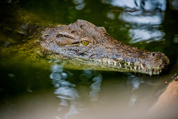 Fototapeta premium Crocodile du Nil