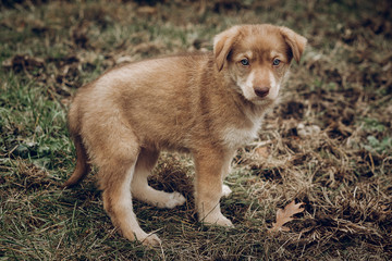 adorable brown puppy with amazing blue eyes on background of aut