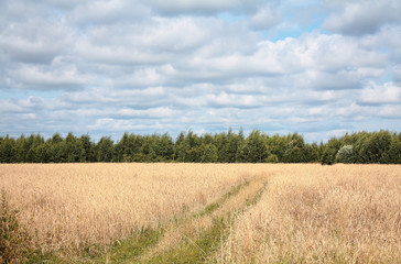Road in a wheat field, Russia