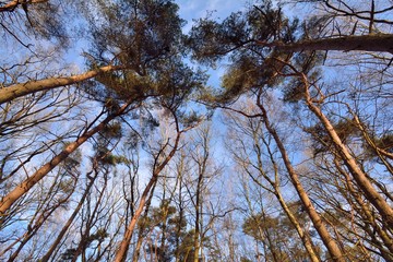 Les grands arbres vus de dessous en forêt de Saint-Amand-les-Eaux dans les hauts de France