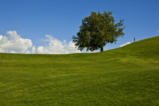 Green grass and a single tree on a golf course