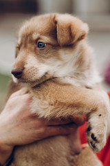 adorable brown puppy with amazing blue eyes in woman hands on ba