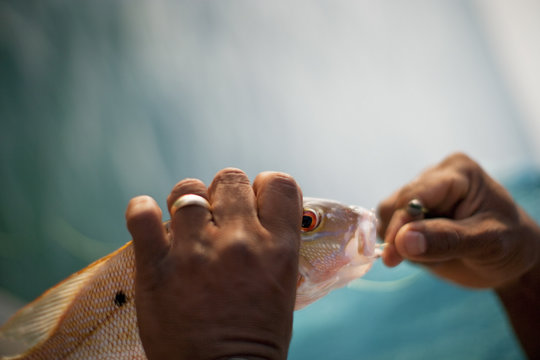 Close-up of man taking hook out of fish