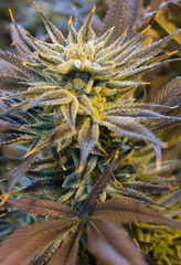 Naklejka na ściany i meble Cannabis flower macro