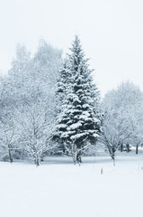 Winter landscape with snow covered trees and gray sky. Winter fir-tree on snow. Christmas Tree