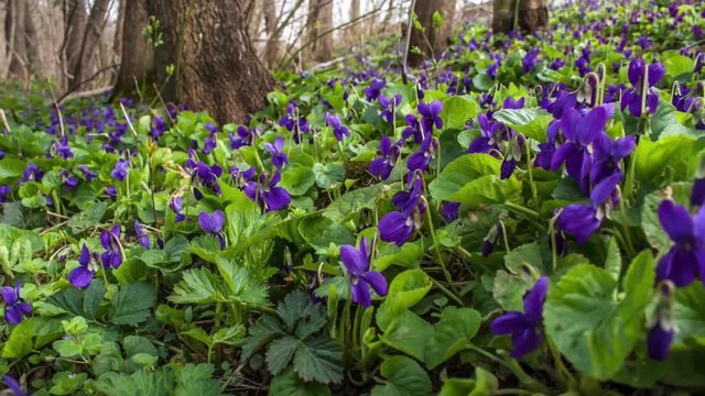 Moving timelapse of extensive sweet violet undergrowth in the forest