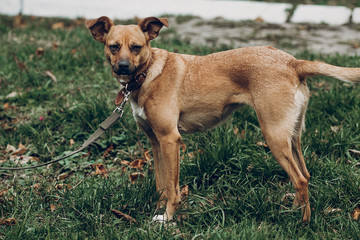brown dog playing on background of autumn park. space for text.