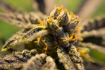 Cannabis flower macro