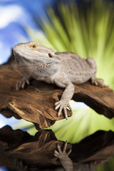 Dragon, Agama Lizard on black mirror background
