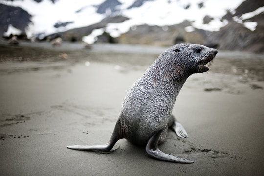 รูปภาพPhocidae เลือกดูภาพถ่ายสต็อก เวกเตอร์ และวิดีโอ3,108 Adobe Stock