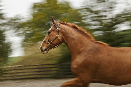 Horse galloping around its enclosure.