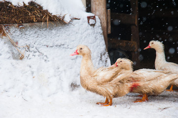 White ducks in the snow