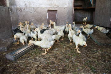 White ducks on a farm