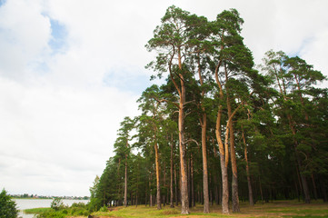Fototapeta premium Pine forest. Landscape
