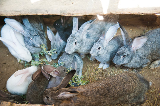 Rabbits on animal farm