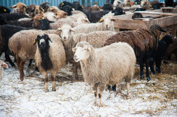Fototapeta premium Sheep on a farm