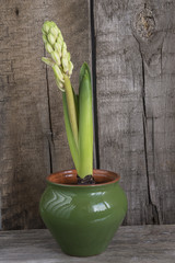 spring concept/growing flower in a pot on old wooden background