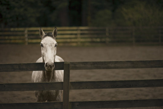 Portrait of a white horse in a fenced paddock.