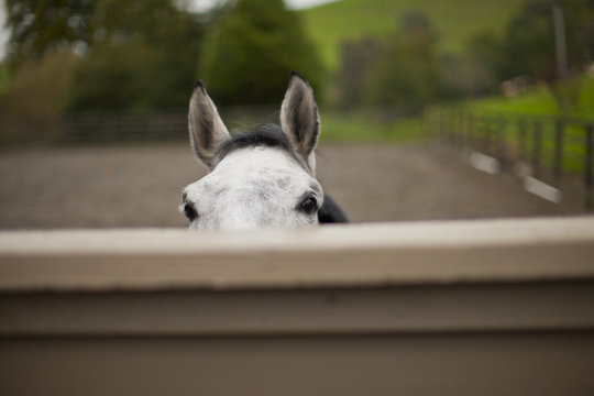 Horse looking out from the paddock