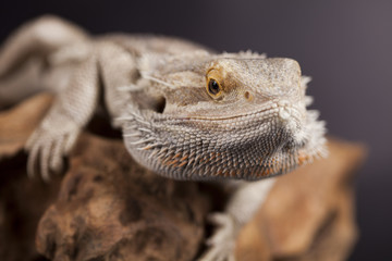 Agama bearded, pet on black background, reptile