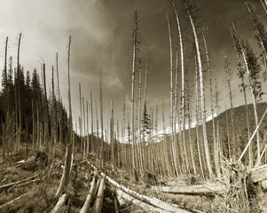 He windfall in a wild forest