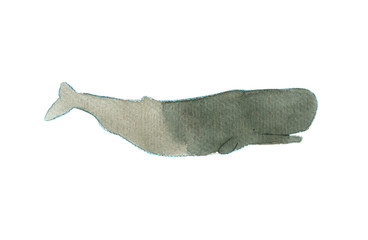Watercolor sketch of sperm whale. Illustration isolated on white background. Realistic proportions