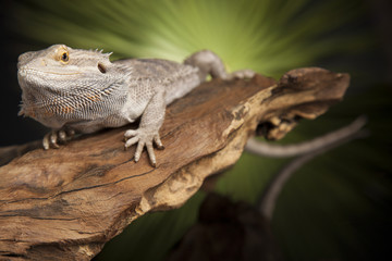 Lizard root, Bearded Dragon on green background