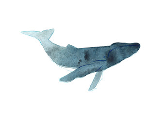Watercolor sketch of humpback whale. Illustration isolated on white background