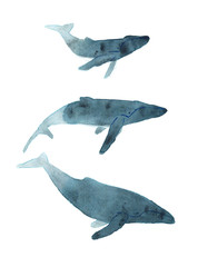Watercolor sketch of humpback whale. Illustration isolated on white background