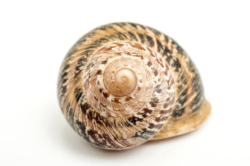 Land snail. Front view of the spiral. An isolated snail shell over a white background spiral natural design, brown beige colors