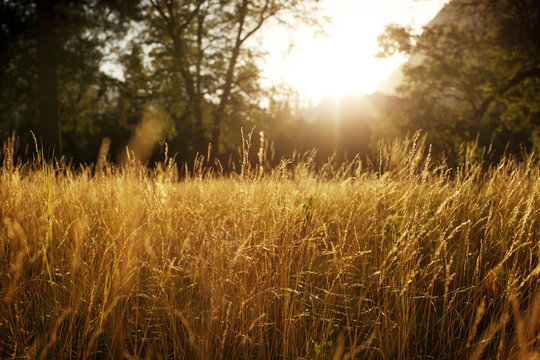 Scenic view of grassy field during sunrise