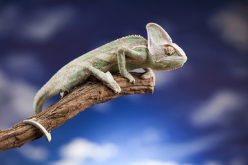 Green chameleon,lizard on blue sky background
