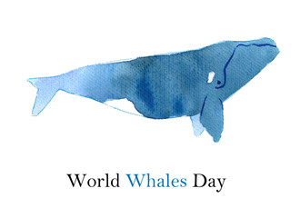 Fototapeta premium Watercolor sketch of right whale. Illustration isolated on white background