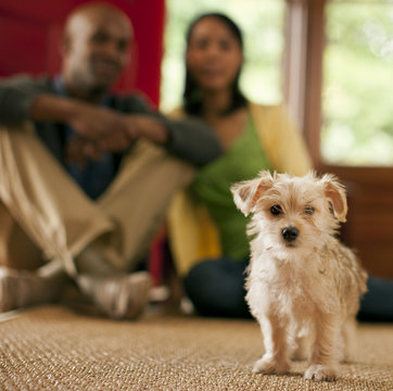 Portrait of a young puppy with his two owners in the background.