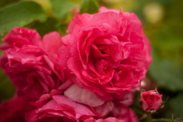 Pink roses with buds on a background of a green bush. Pink roses after rain