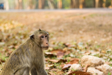 Affe in der Tempelanlage von Angkor Wat, Kambodscha