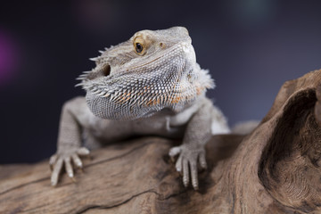Agama bearded, pet on black background, reptile