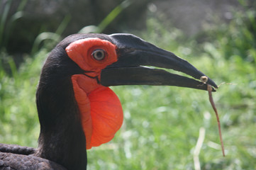 Pájaro grande negro africano: Southern Ground Hornbill