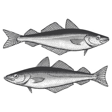Pollock Fish (bottom) and Coalfish/Saithe (top)