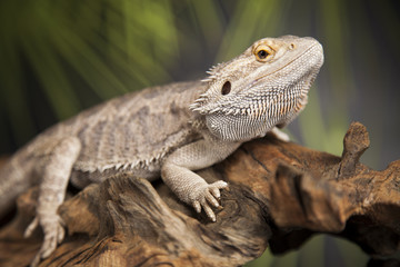 Obraz premium Animal Lizard, Bearded Dragon on mirror background