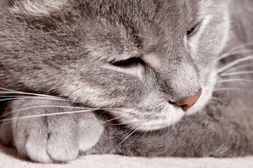 The cat has put the head on paws and dozes