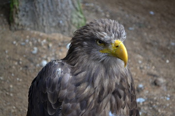 head eagle