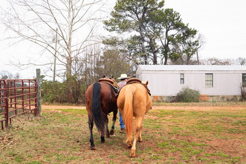 Man cowboy leading his horses from field to horsetrailer. Rural, countryside